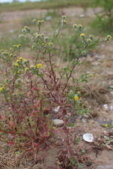 Pulicaria vulgaris