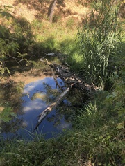 Castor canadensis