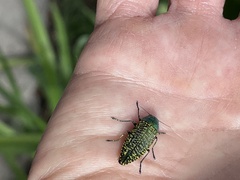 Buprestis confluenta
