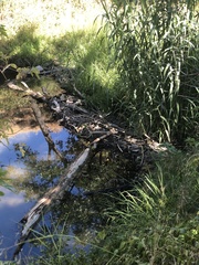 Castor canadensis