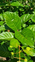 Cephalanthus occidentalis