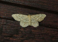 Idaea moniliata