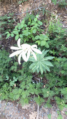 Lilium washingtonianum