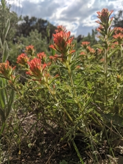 Castilleja applegatei pinetorum