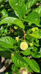 Cephalanthus occidentalis