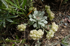 Physaria didymocarpa