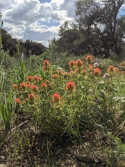 Castilleja applegatei pinetorum