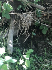 Castor canadensis