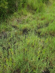 Verbena scabra