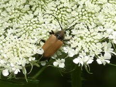 Trigonarthris subpubescens