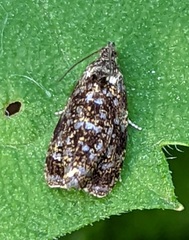 Olethreutes astrologana