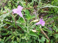 Ruellia occidentalis
