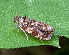 Olethreutes astrologana