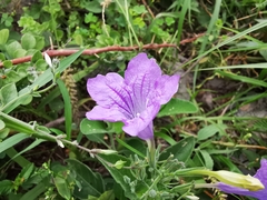 Ruellia occidentalis