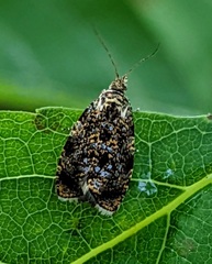 Olethreutes astrologana