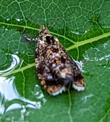 Olethreutes astrologana