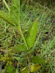 Verbena scabra