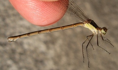 Lestes disjunctus