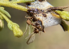 Cyphomyrmex wheeleri