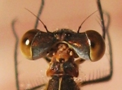 Lestes disjunctus