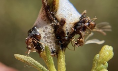 Cyphomyrmex wheeleri