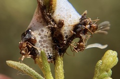 Cyphomyrmex wheeleri