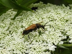 Trigonarthris subpubescens