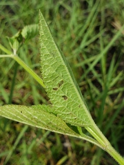 Verbena scabra