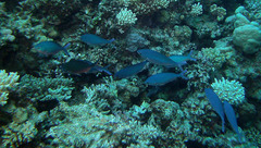 Caesio lunaris