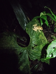 Pristimantis labiosus