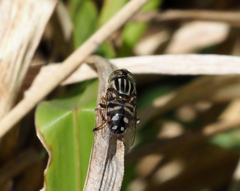 Eristalinus hervebazini