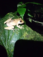 Pristimantis labiosus