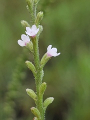 Verbena scabra