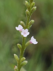 Verbena scabra
