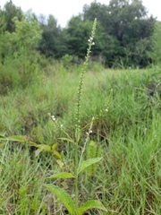 Verbena scabra