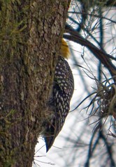 Melanerpes chrysogenys