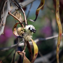 Xylocopa tabaniformis