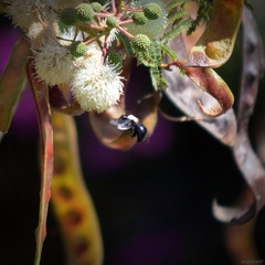 Xylocopa tabaniformis