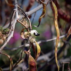 Xylocopa tabaniformis