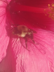 Bombus