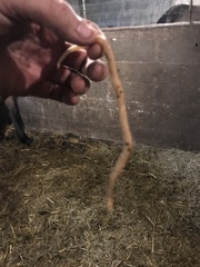 Ascaris lumbricoides