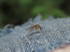 Aedes canadensis