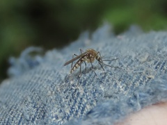 Aedes canadensis