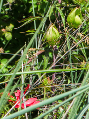 Hibiscus coccineus