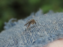 Aedes canadensis