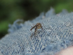 Aedes canadensis