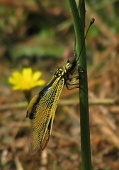 Libelloides longicornis
