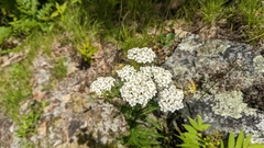 Achillea millefolium borealis