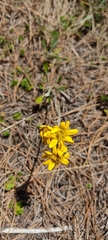 Packera bellidifolia