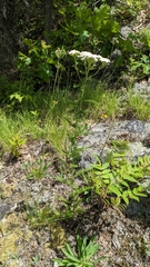 Achillea millefolium borealis